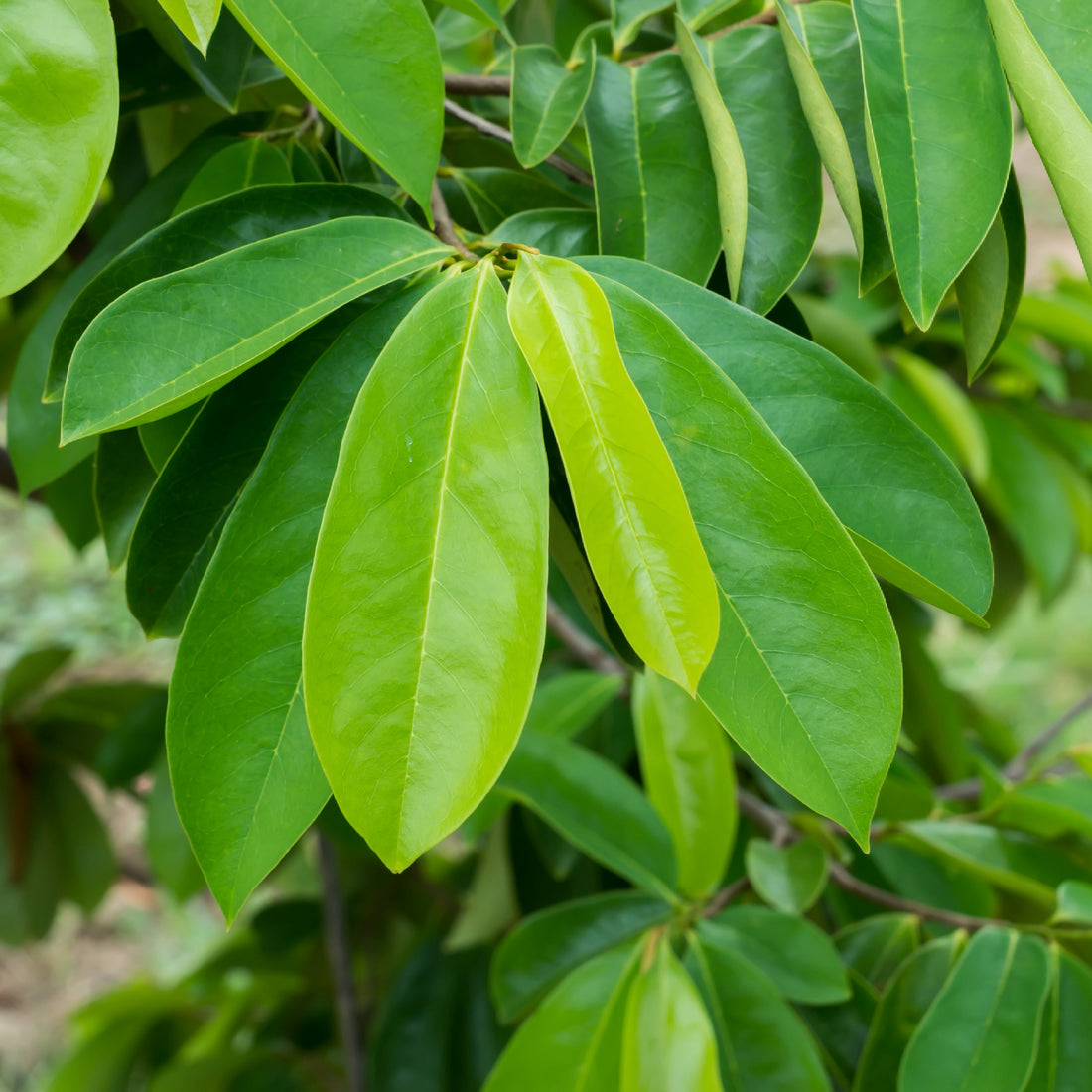 Soursop in everyday life: A natural choice for balance and wellness.
