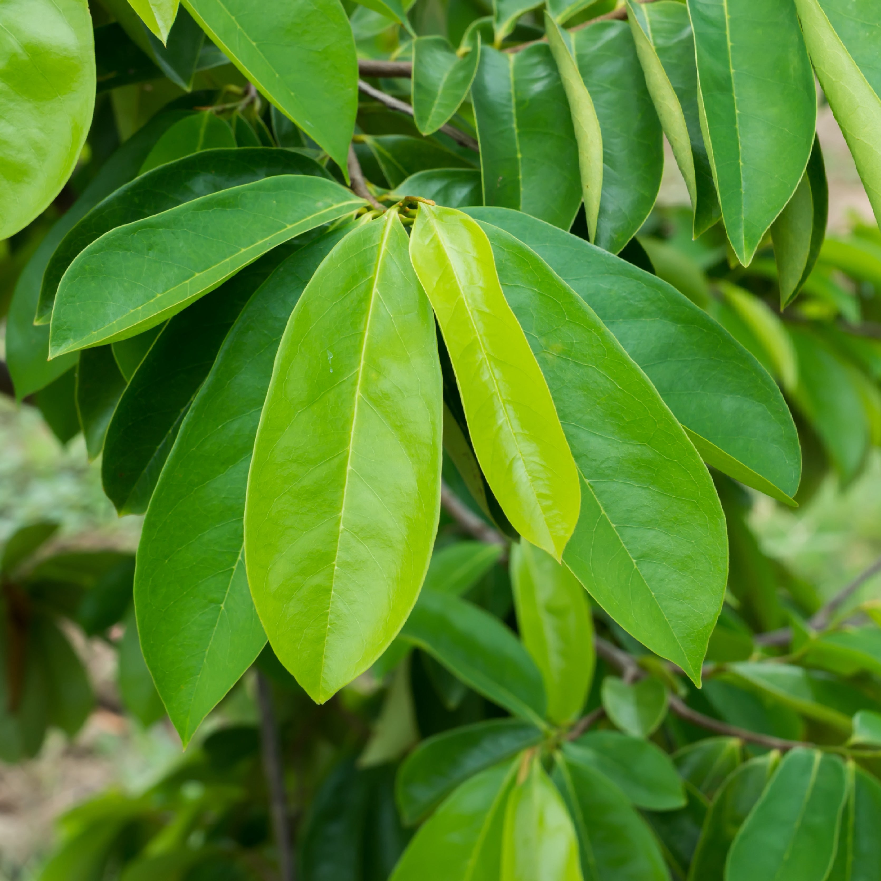 Soursop in everyday life: A natural choice for balance and wellness.
