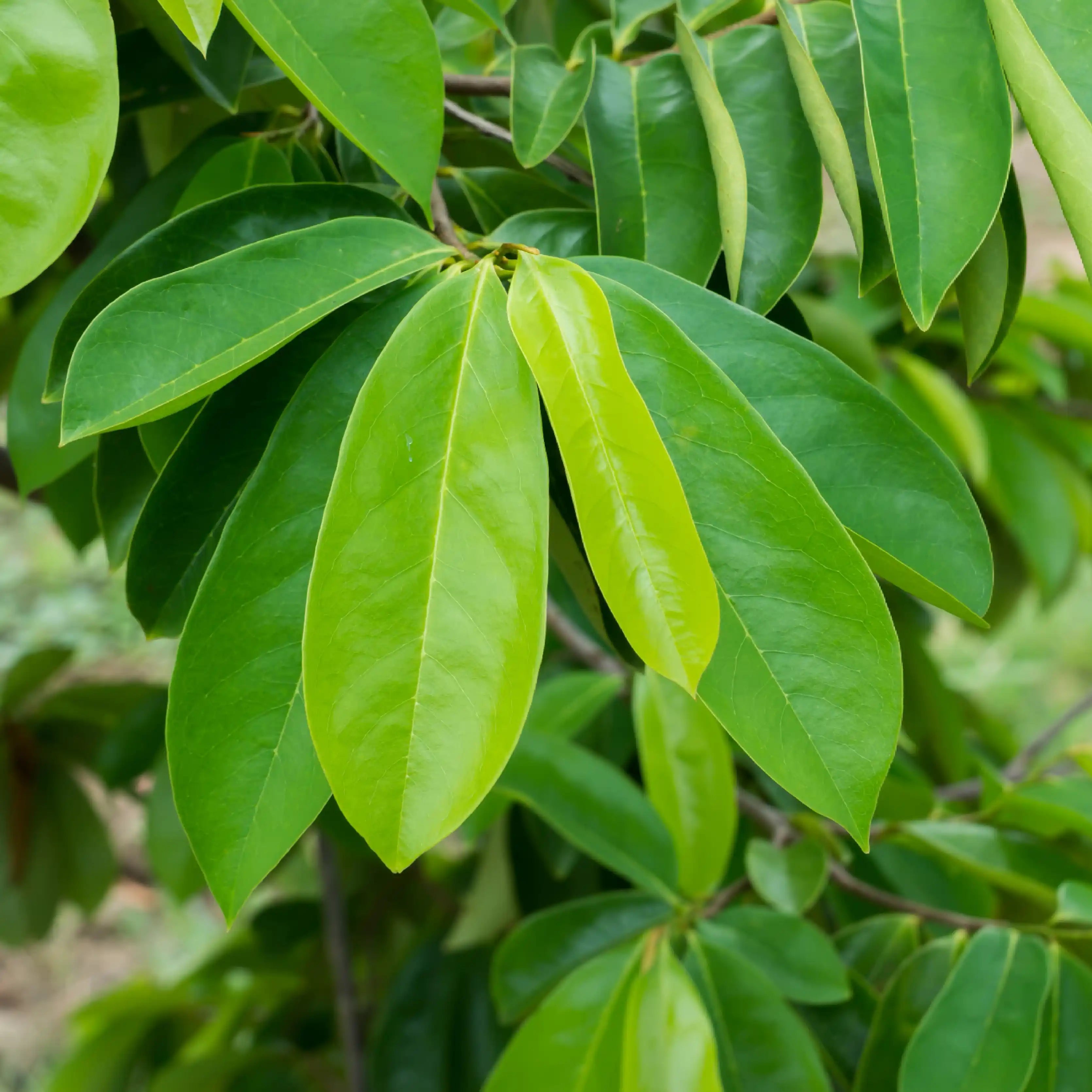 Soursop in everyday life: A natural choice for balance and wellness.