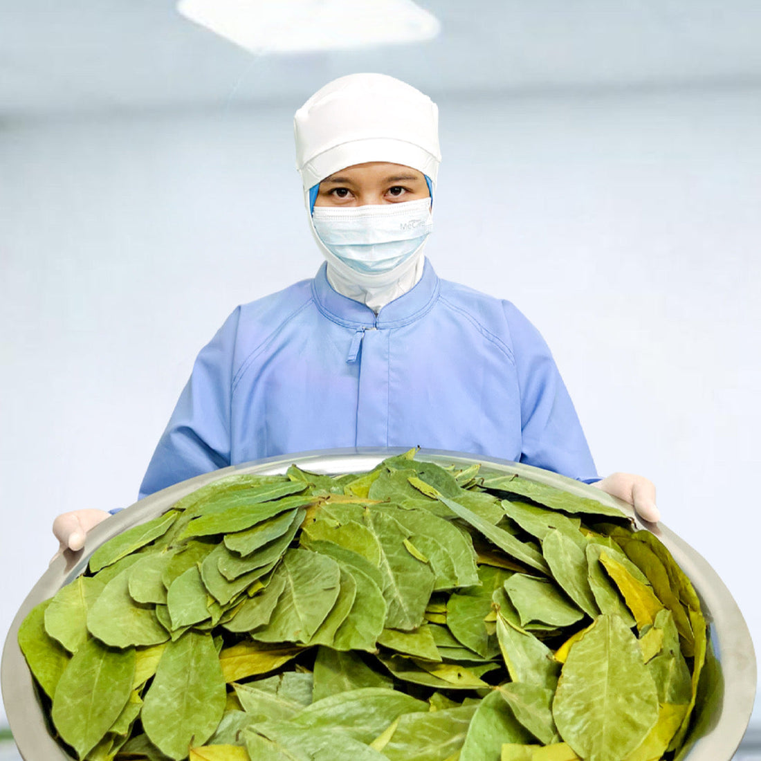 Soursop leaves tea confidence in every cup.