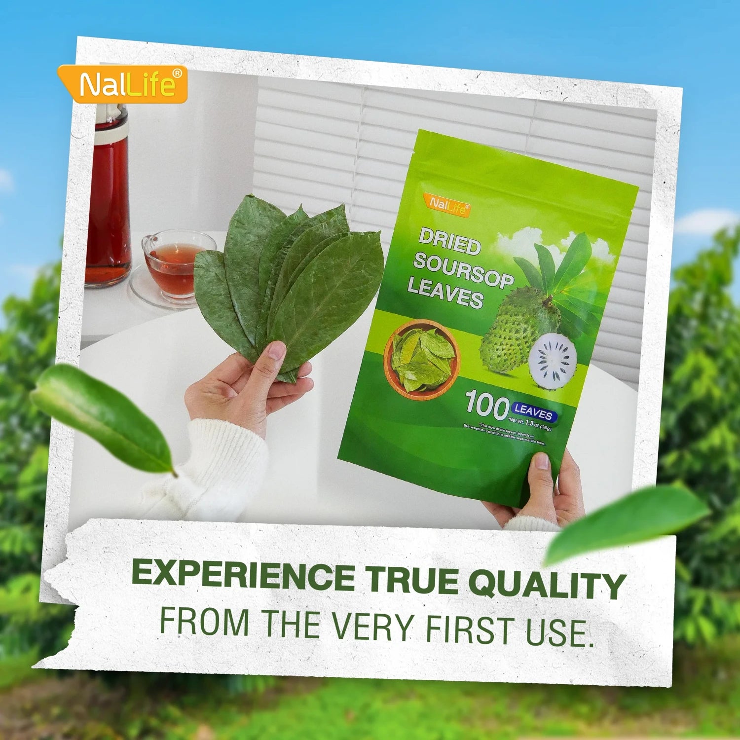 NalLife Soursop Leaves for Tea 100 Leaves