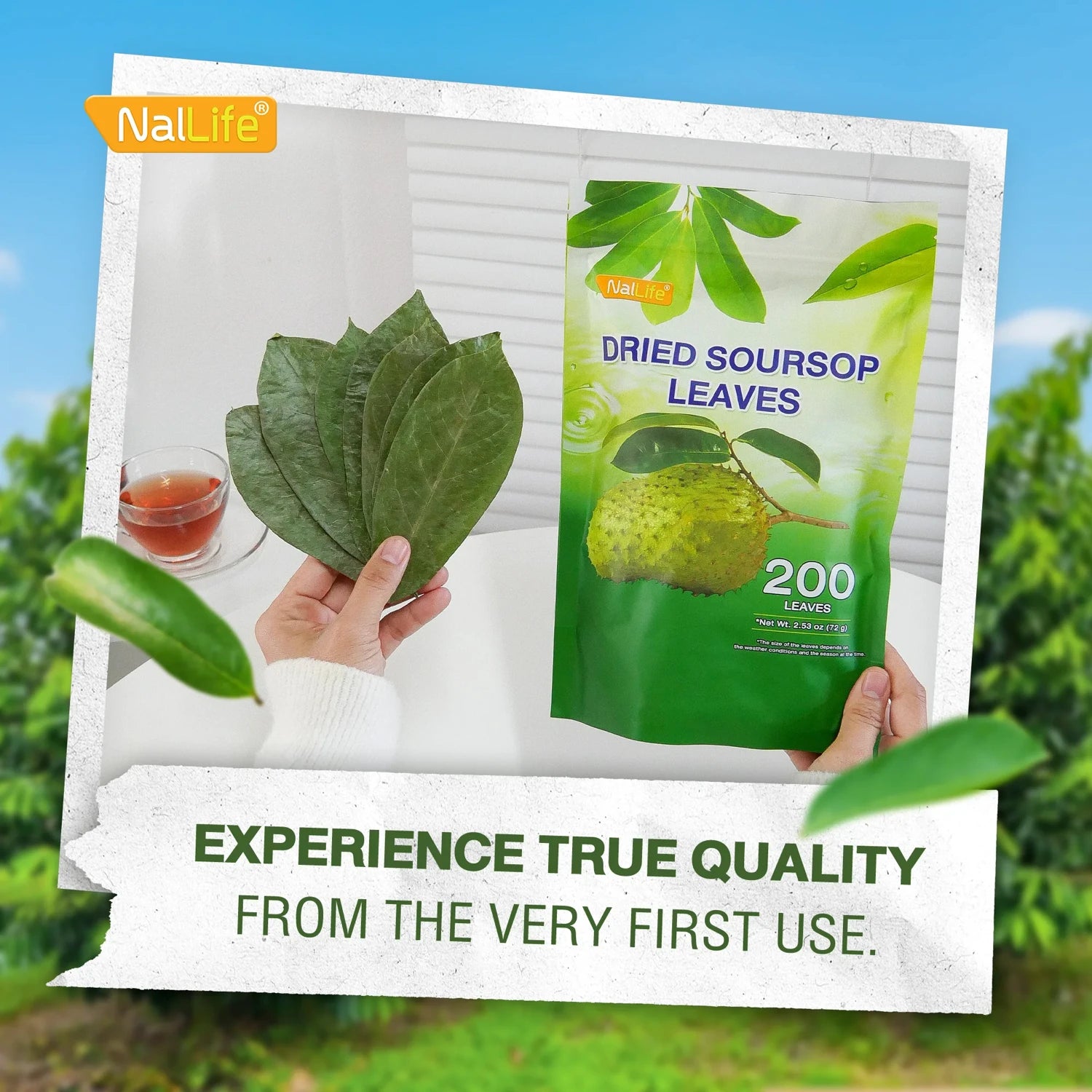 NalLife Soursop Leaves for Tea 200 Leaves