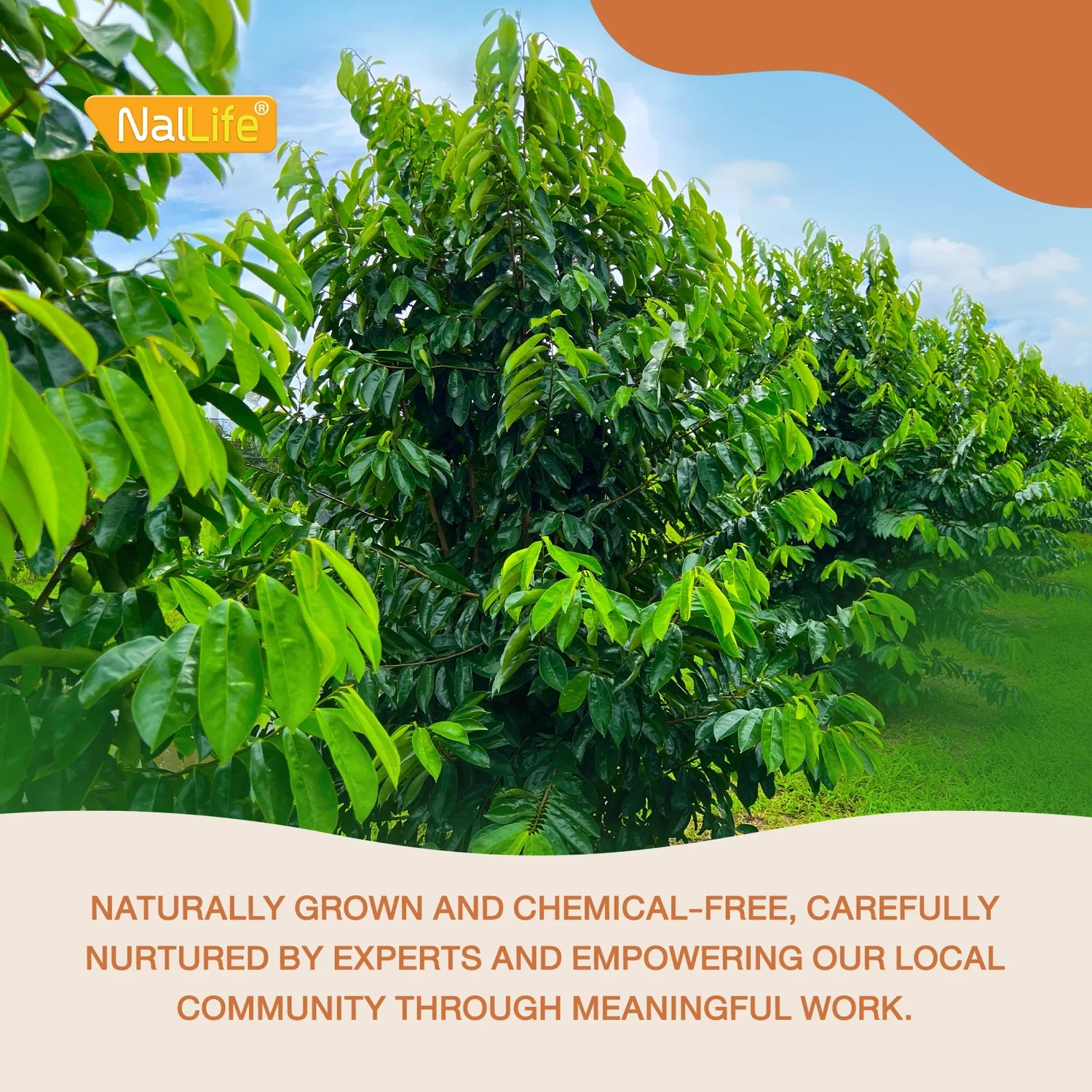 NalLife Soursop Leaves for Tea 300 Leaves