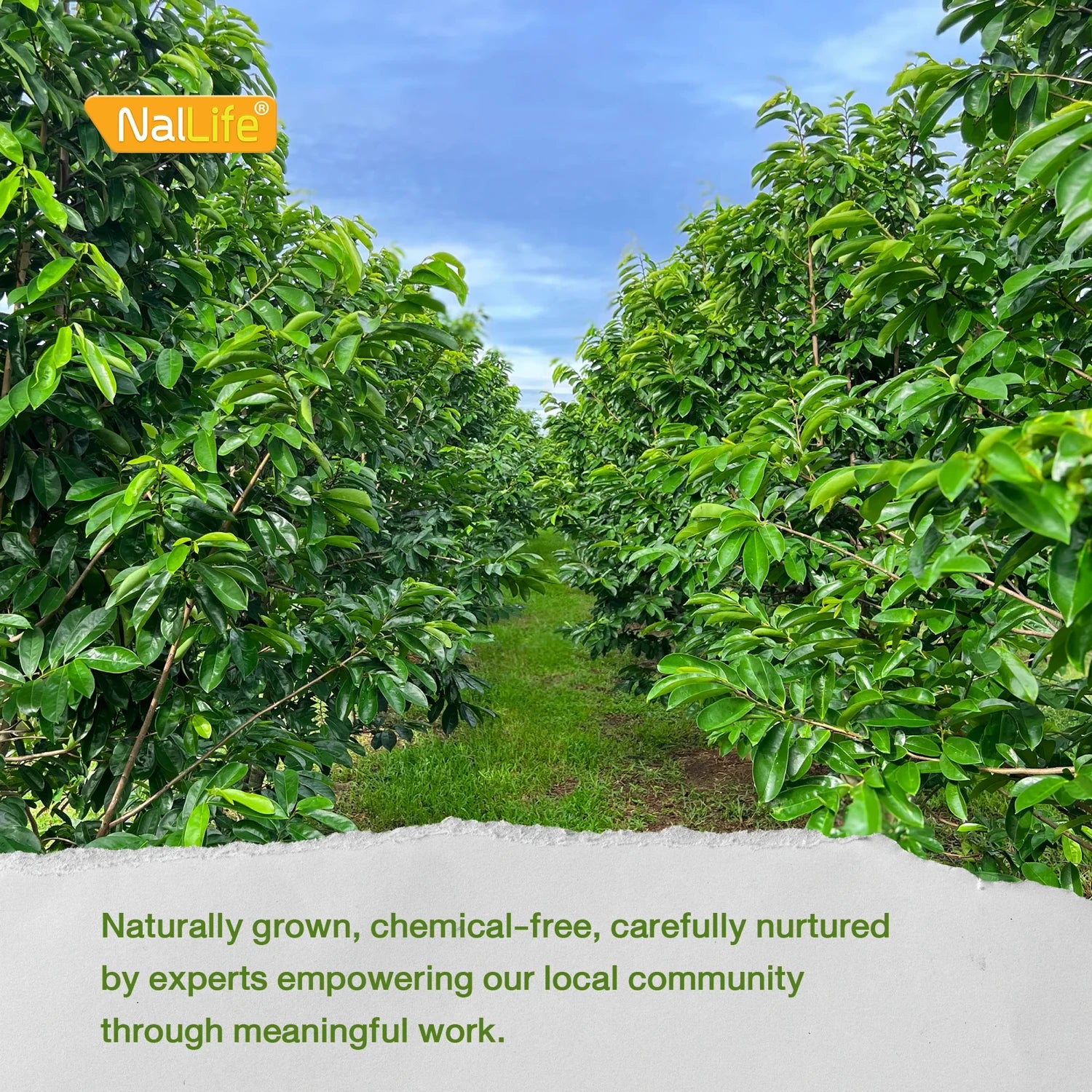 NalLife Soursop Leaves Tea pack of 30 Tea Bags