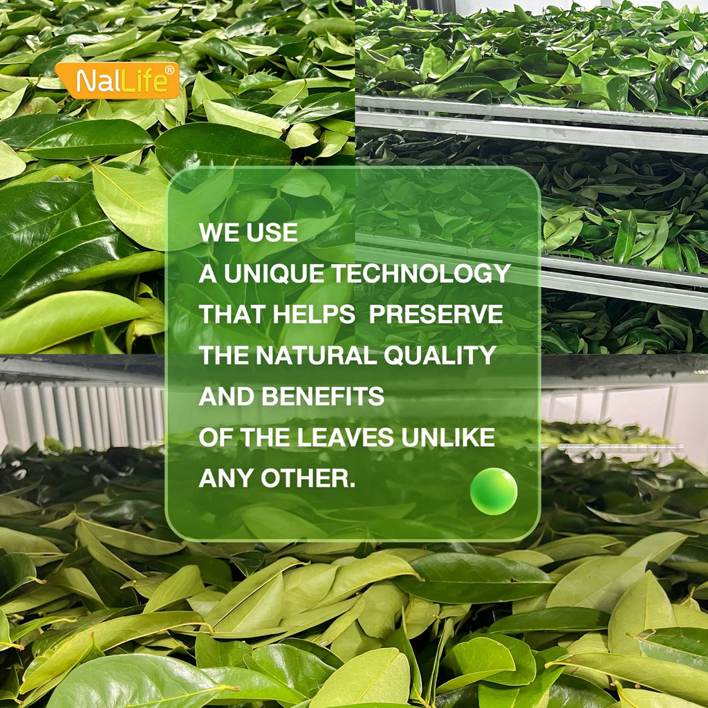 NalLife Soursop Leaves Tea pack of 50 Tea Bags